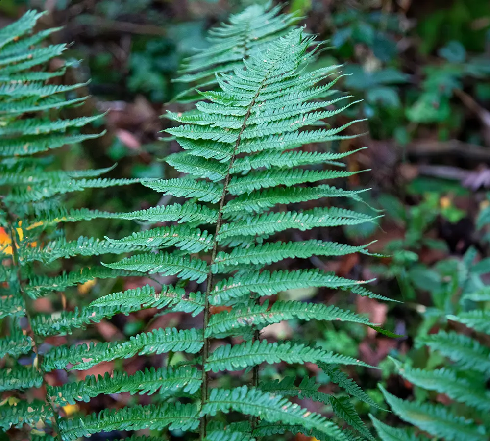 A plant in the Portlick Millennium Forest